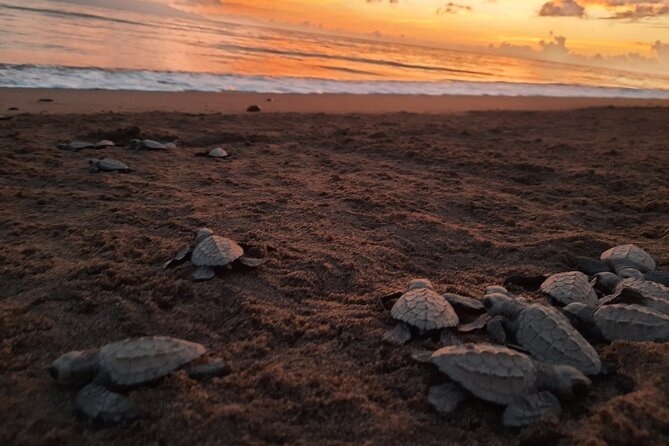 Sea Turtle Release – A Puerto Vallarta Conservation Adventure - The short van ride and beach approach