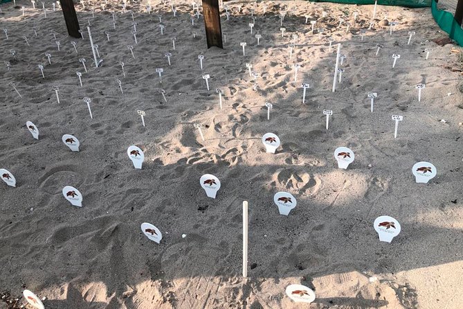 Sea Turtle Release – A Puerto Vallarta Conservation Adventure - The sunset release, and why it is so moving