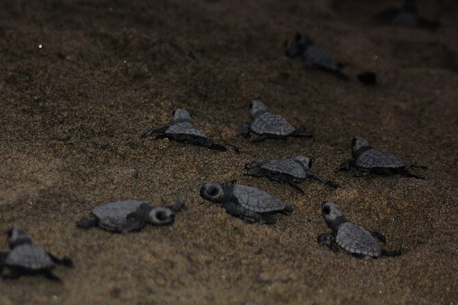 Sea Turtle Release – A Puerto Vallarta Conservation Adventure - Who will get the most from this experience