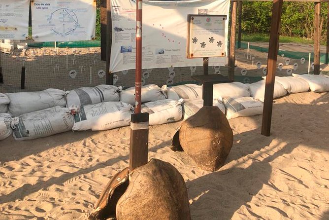 Sea Turtle Release – A Puerto Vallarta Conservation Adventure - Is the conservation value worth the cost?