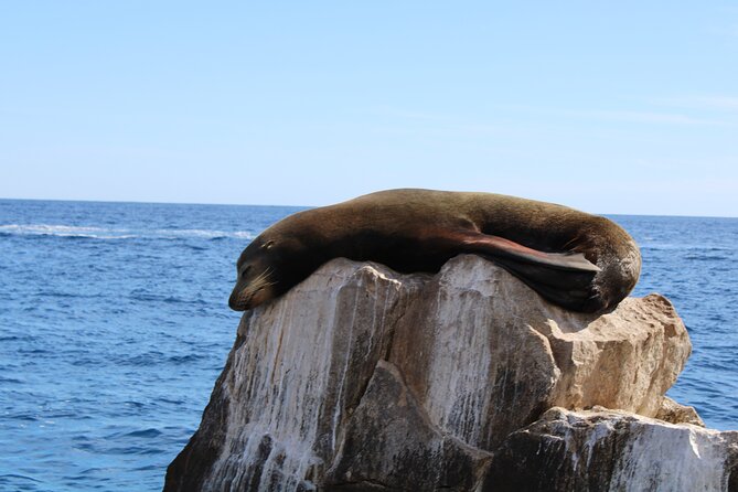 Shared Tour to the Arch of Cabo San Lucas - A one-hour ride with a lot packed in