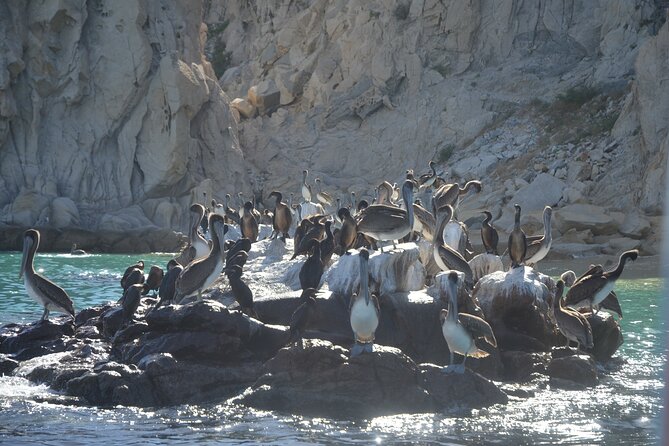 Shared Tour to the Arch of Cabo San Lucas - Lover’s Beach and the choice to swim