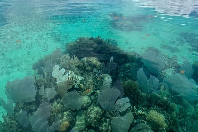 Sian Ka'an Boat Experience from Riviera Maya to Tulum - Mangroves, birds, and crocodiles
