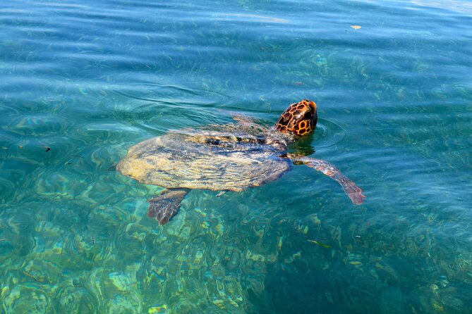 Sian Ka'an Boat Experience from Riviera Maya to Tulum - What the $219 price really covers