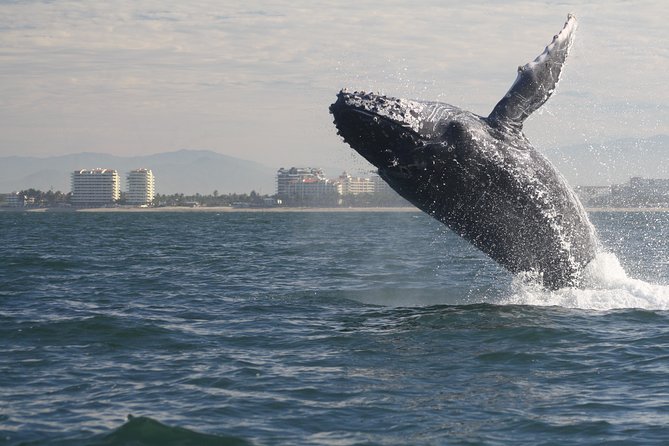 Small-Group Half-Day Whale-Watching Tour in Puerto Vallarta - Why a Maximum of 12 People Matters