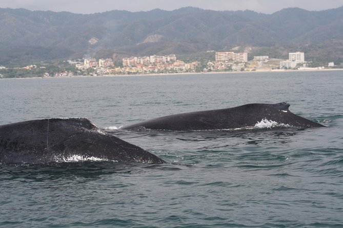 Small-Group Half-Day Whale-Watching Tour in Puerto Vallarta - Lunch, Drinks, and the Final Part of the Boat Ride