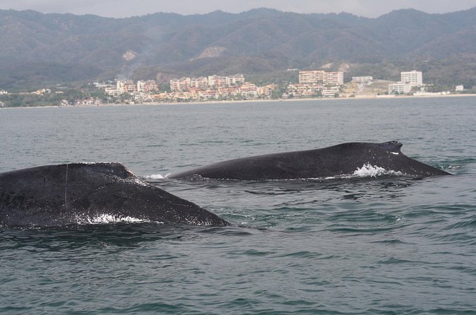 Small-Group Half-Day Whale-Watching Tour in Puerto Vallarta - Should You Book Vallarta Natours?
