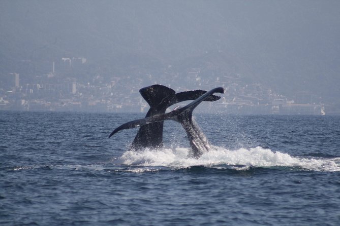Small-Group Half-Day Whale-Watching Tour in Puerto Vallarta - Responsible Whale Watching, Not a Wildlife Chase
