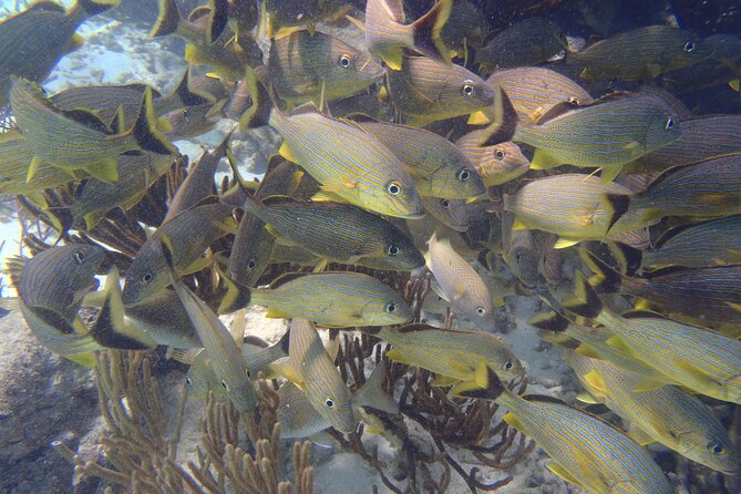 Small-Group Mesoamerican Barrier Reef Snorkeling in Puerto Morelos - Why guides matter more than fancy equipment