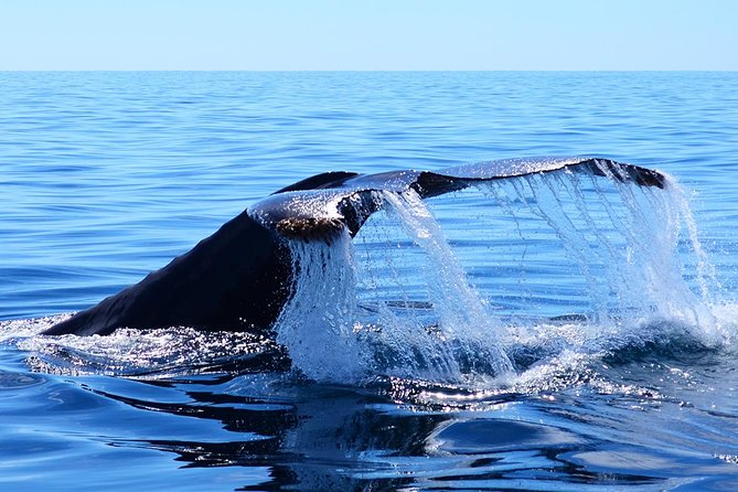 SMALL GROUP Whale Watch | Cabo San Lucas | Biologist | FREE Pics - Starting at Marina Cabo San Lucas