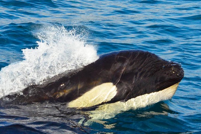 SMALL GROUP Whale Watch | Cabo San Lucas | Biologist | FREE Pics - Why a marine biologist changes the experience