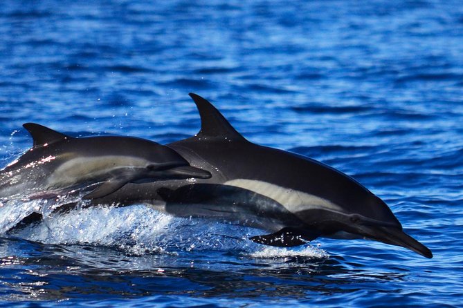 SMALL GROUP Whale Watch | Cabo San Lucas | Biologist | FREE Pics - What whale sightings can look like