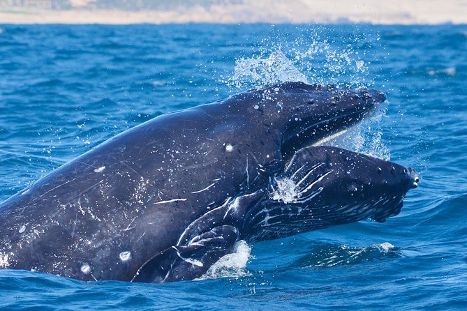 SMALL GROUP Whale Watch | Cabo San Lucas | Biologist | FREE Pics - Free photos and the practical value of $109