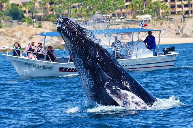 SMALL GROUP Whale Watch | Cabo San Lucas | Biologist | FREE Pics - Sea conditions and seasickness