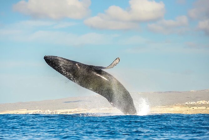 Small-Group Whale Watching Zodiac Boat Cruise in Cabo San Lucas - Setting out from CaboMarina