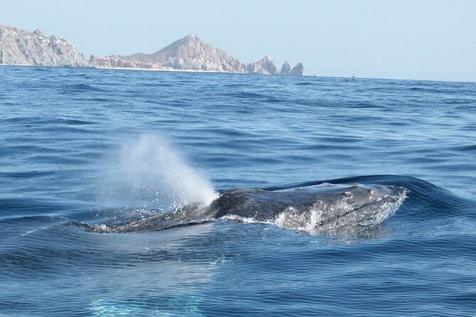 Small-Group Whale Watching Zodiac Boat Cruise in Cabo San Lucas - Searching the Sea of Cortez and Pacific side