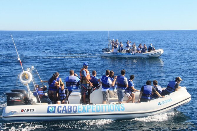 Small-Group Whale Watching Zodiac Boat Cruise in Cabo San Lucas - What you might see from the boat