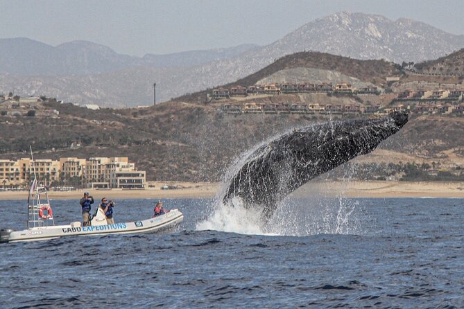 Small-Group Whale Watching Zodiac Boat Cruise in Cabo San Lucas - The guide and the value of the commentary