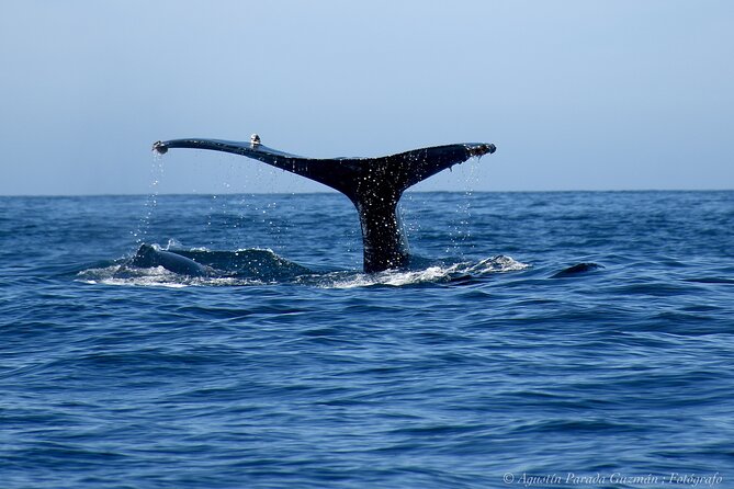 Small-Group Whale Watching Zodiac Boat Cruise in Cabo San Lucas - Is the $85 price fair?