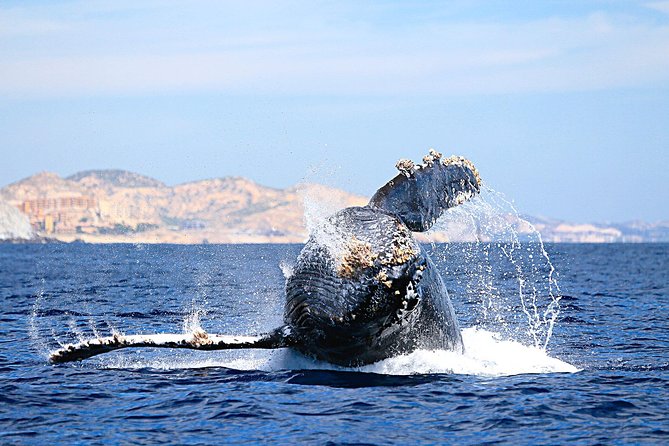 Small-Group Whale Watching Zodiac Boat Cruise in Cabo San Lucas - El Arco: a short stop with a big view