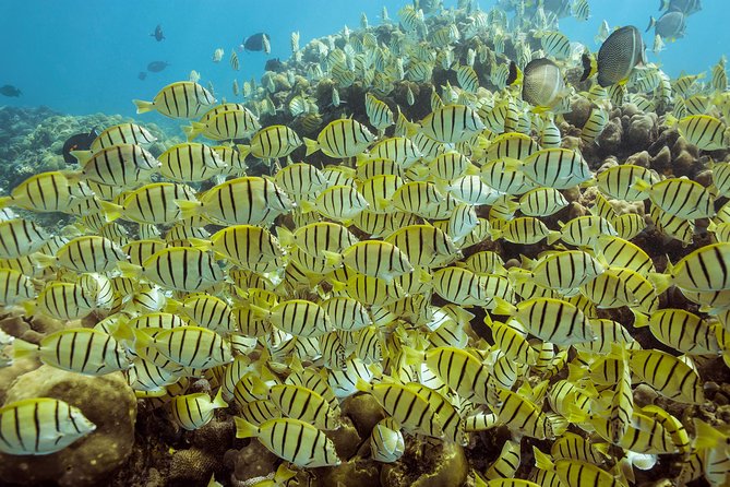 Snorkel & Explore Pelican Rock by Glass Boat + Photos - Pelican Rock and the actual snorkeling