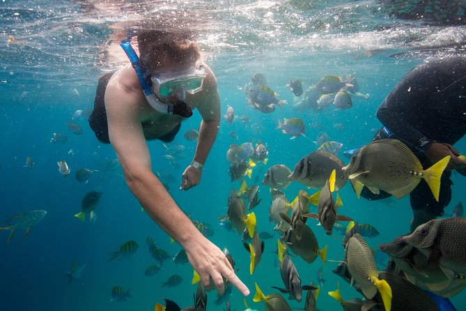 Snorkel & Explore Pelican Rock by Glass Boat + Photos - Underwater photos and the souvenir question