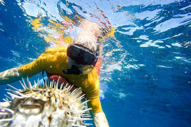 Snorkel & Explore Pelican Rock by Glass Boat + Photos - Guides, safety, and group size