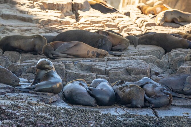 Snorkel & Explore Pelican Rock by Glass Boat + Photos - Who will enjoy this Cabo outing most