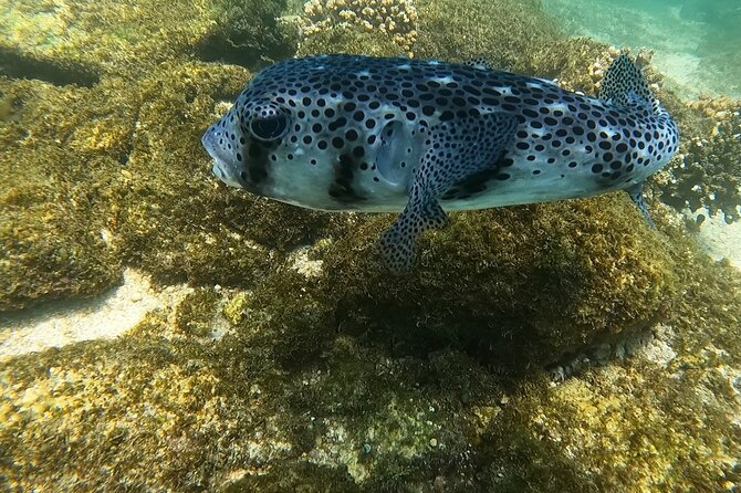 Snorkel Privately in Cabo San Lucas - What snorkeling with Roger is like