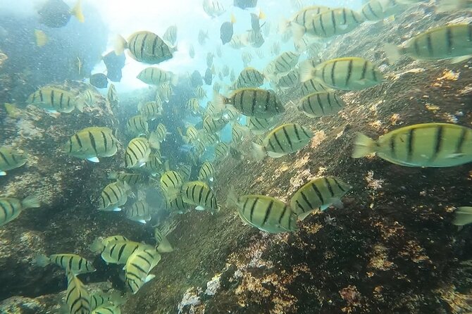 Snorkel Privately in Cabo San Lucas - Free photos and video add real value