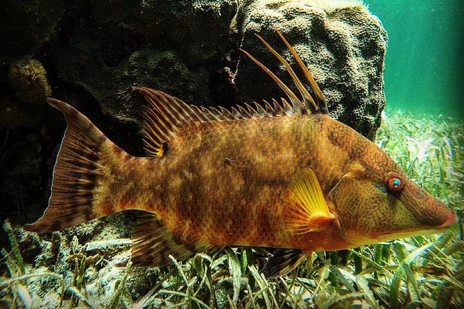 Snorkeling Guided Activity in Puerto Morelos Mexico - At a glance: what makes this snorkel trip worth considering