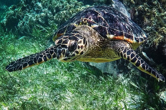 Snorkeling Guided Activity in Puerto Morelos Mexico - Returning to Puerto Morelos