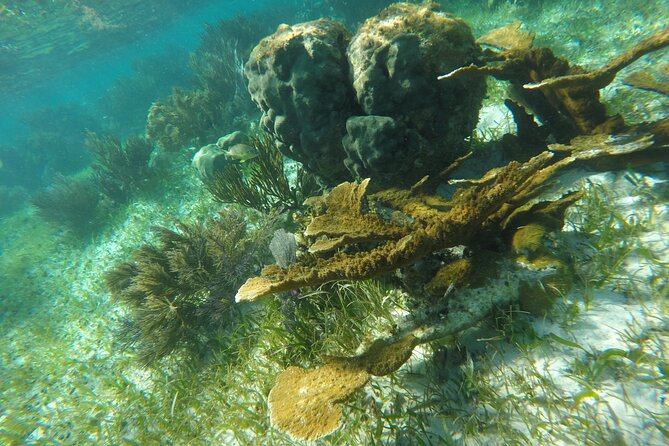 Snorkeling Guided Activity in Puerto Morelos Mexico - Who will enjoy this most