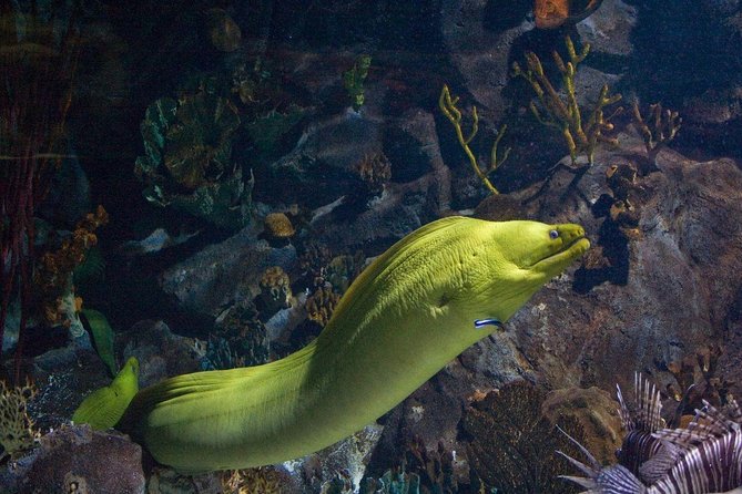 Snorkeling in Puerto Morelos - Quick take: what matters most