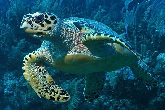 Snorkeling in Puerto Morelos - Two reef stops inside the Puerto Morelos Biosphere