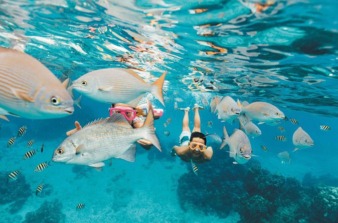 Snorkeling in Puerto Morelos - Marine life you might see beneath the boat