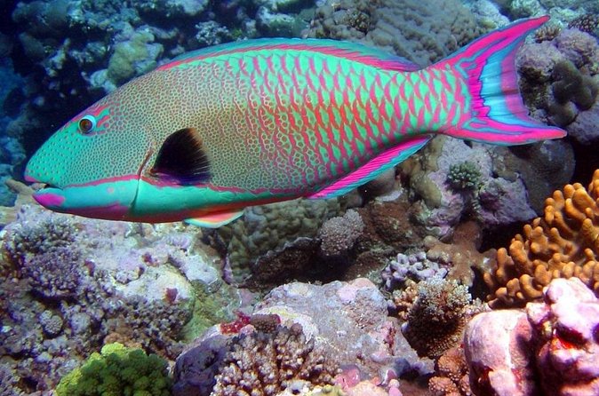 Snorkeling in Puerto Morelos - Reaching Puerto Morelos without hotel pickup