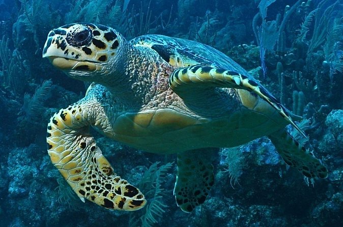 Snorkeling in Puerto Morelos - Value compared with a full-day excursion