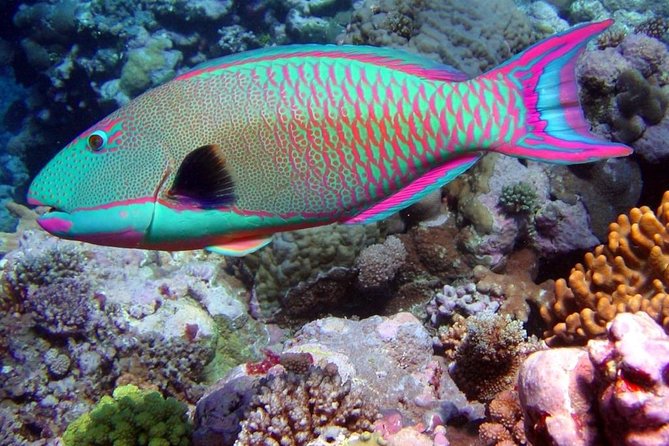 Snorkeling in Puerto Morelos - The guides make the biggest difference