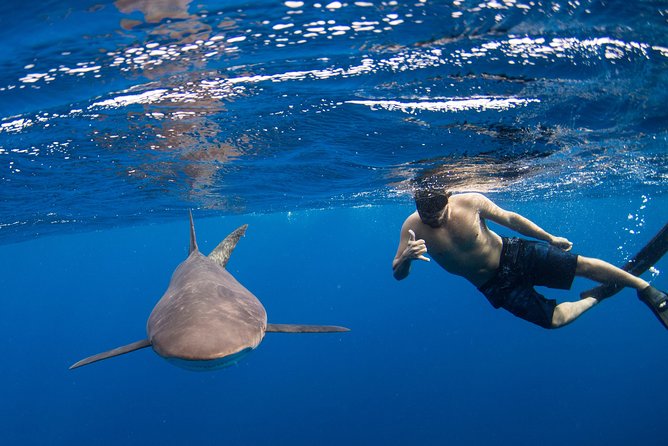 Snorkeling or Swimming with Sharks in Cabo San Lucas - Key points to know before swimming with sharks