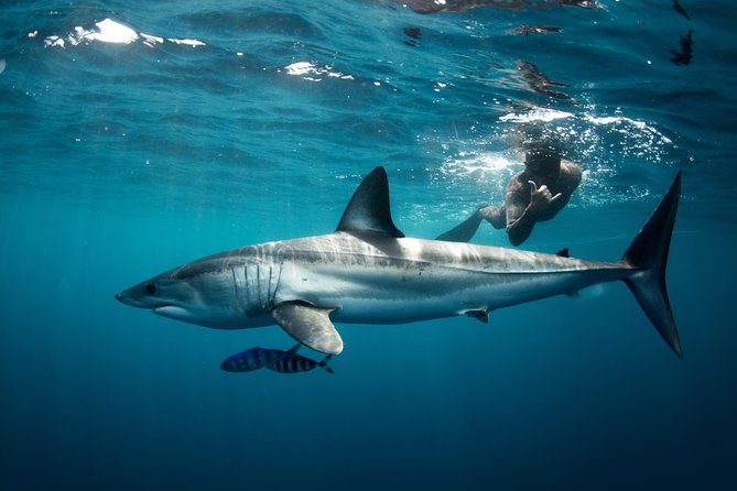 Snorkeling or Swimming with Sharks in Cabo San Lucas - Meeting at the Cabo marina