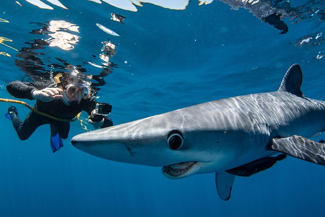 Snorkeling or Swimming with Sharks in Cabo San Lucas - The hard truth about missed sharks