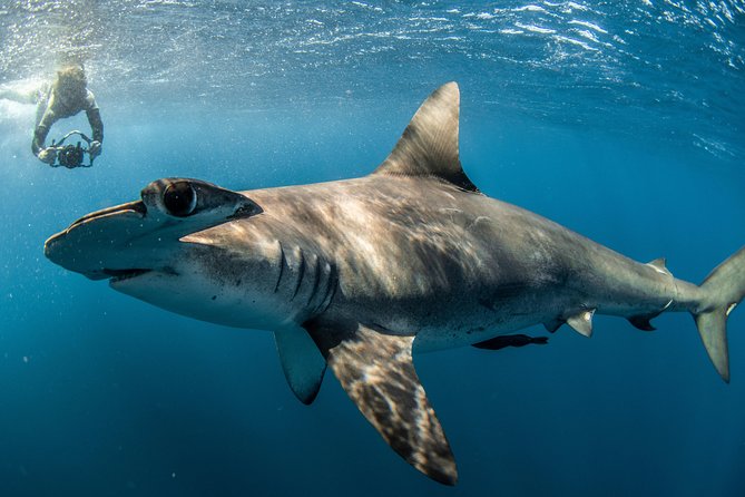 Snorkeling or Swimming with Sharks in Cabo San Lucas - Seasickness, clothing, and what to bring