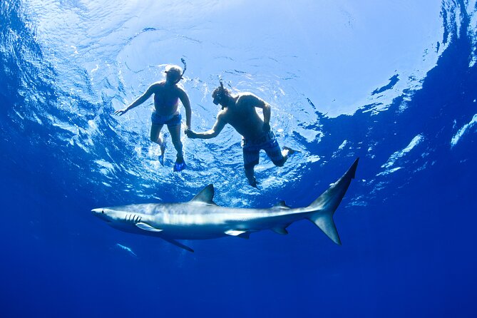 Snorkeling or Swimming with Sharks in Cabo San Lucas - Is the experience worth the price?