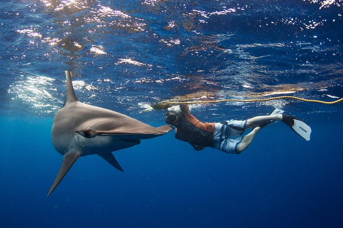 Snorkeling or Swimming with Sharks in Cabo San Lucas - The ride past El Arco and the sea lions
