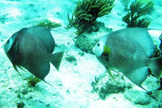 Snorkeling with Caribbean fish and private cenote exploration - Guides, group size, and the feel of the day