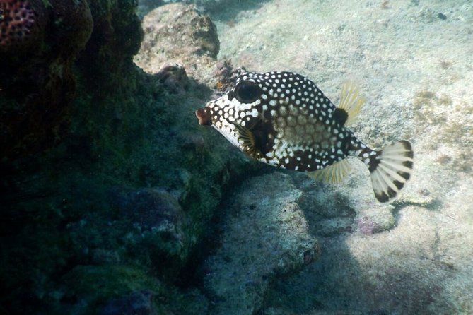 Snorkeling with Caribbean fish and private cenote exploration - Is $169 a fair price?