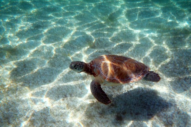 Snorkeling with Caribbean fish and private cenote exploration - Practical timing and cancellation advice