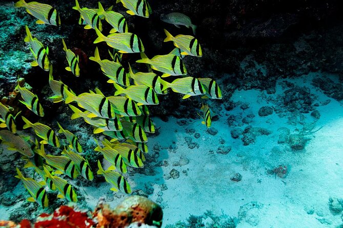 Starfish, Stingrays and the Turtle Sanctuary Snorkel Tour - Five things to know before booking