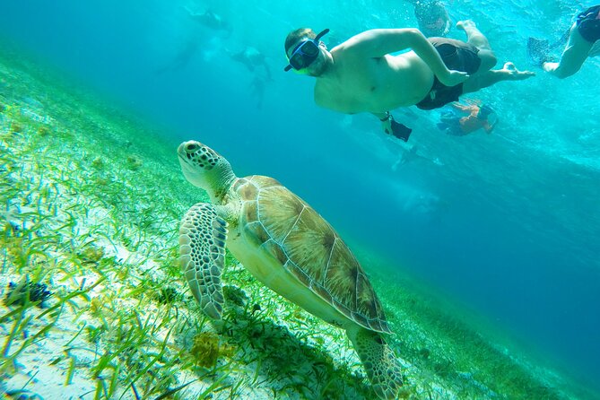 Starfish, Stingrays and the Turtle Sanctuary Snorkel Tour - Starting at Marina Cozumel ASIPONA